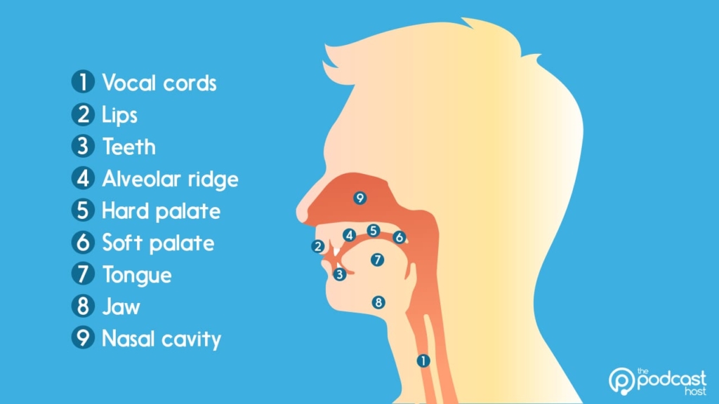 the articulatory system: vocal warm-up exercises for podcasters