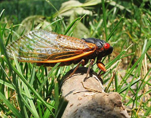 17-year Cicada, courtesy of Wikimedia Commons