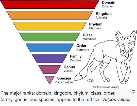 biology taxonomy chart from domain to species with an image of a fox. 